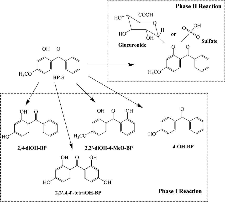 Benzophenone-3의 대사과정