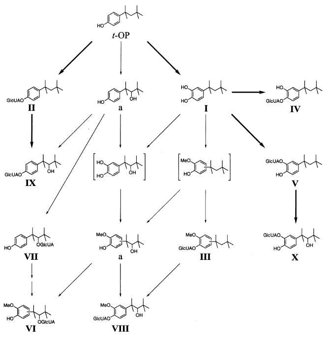 4-tert-octylphenol 의 대사과정1, Bold lines indicate major pathways