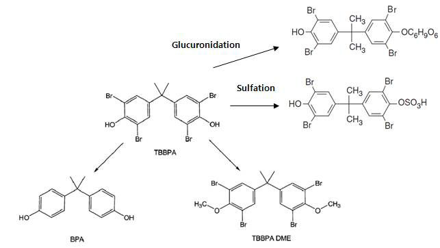 Tetrabromobisphenol A의 대사과정