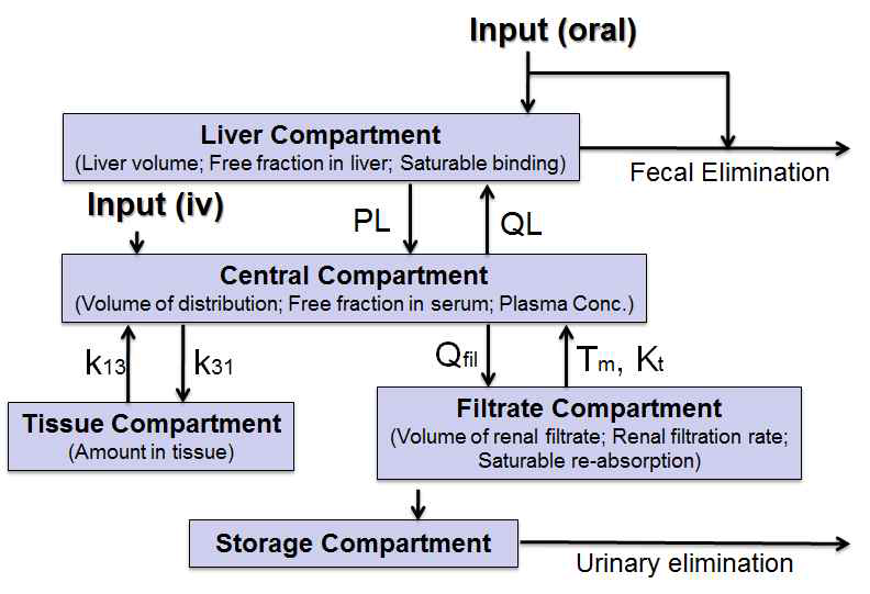 Schematic for a physiologically motivated pharmacokinetic model for rats exposed to PFCs