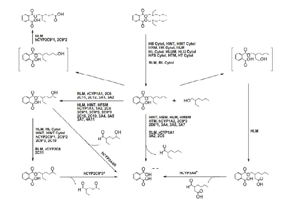 DEHP의 주요 대사경로