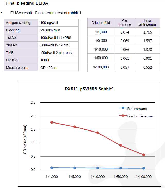 CHO DXB11-DHFR-pSVI6B5 숙주유래단백질에 대한 토끼 1번의 항체 생성 최종 확인 결과