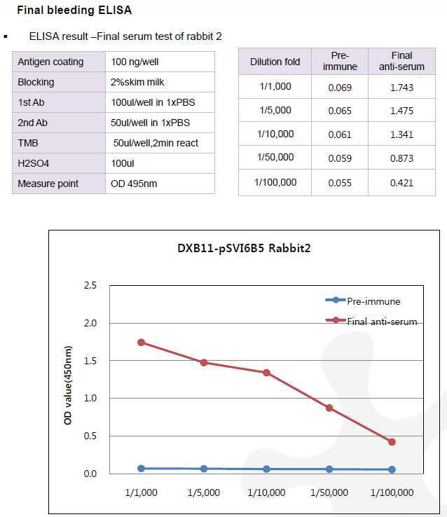 CHO DXB11-DHFR-pSVI6B5 숙주유래단백질에 대한 토끼 2번의 항체 생성 최종 확인 결과