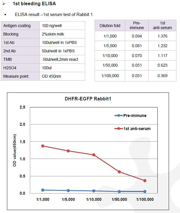 CHO DXB11-DHFR-EGFP-pcDNA3.1(+) 숙주유래단백질에 대한 토끼 1번의 항체 생성 1차 확인 결과