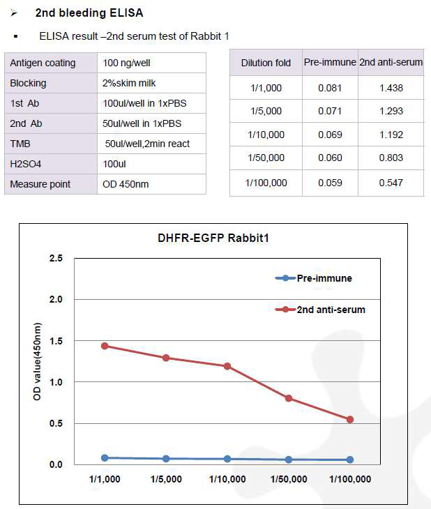 CHO DXB11-DHFR-EGFP-pcDNA3.1(+) 숙주유래단백질에 대한 토끼 1번의 항체 생성 2차 확인 결과