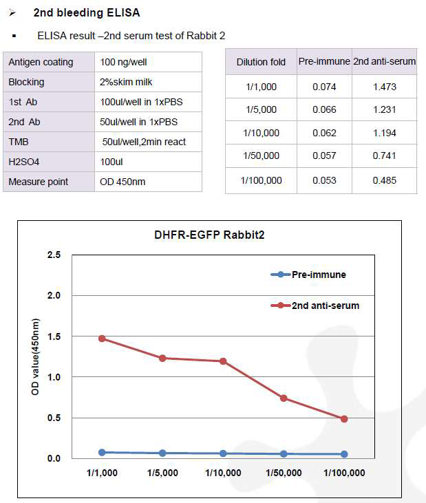 CHO DXB11-DHFR-EGFP-pcDNA3.1(+) 숙주유래단백질에 대한 토끼 2번의 항체 생성 2차 확인 결과