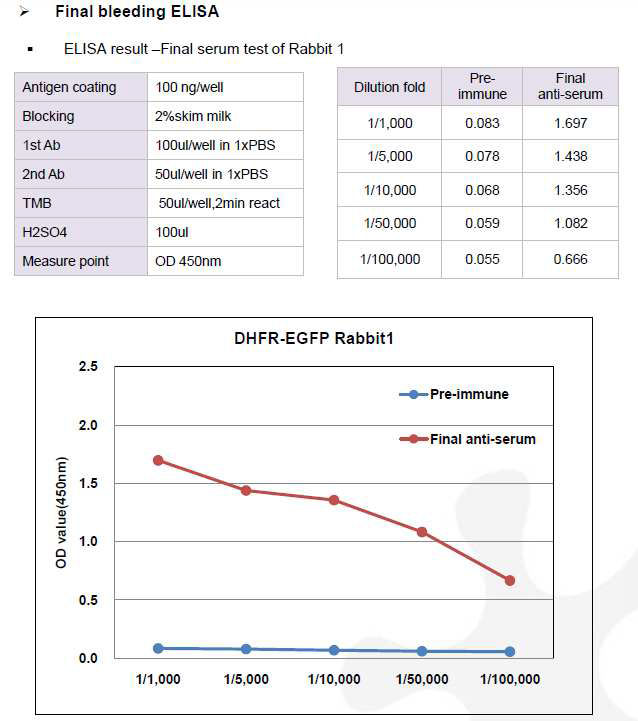 CHO DXB11-DHFR-EGFP-pcDNA3.1(+) 숙주유래단백질에 대한 토끼 1번의 항체 생성 최종 확인 결과