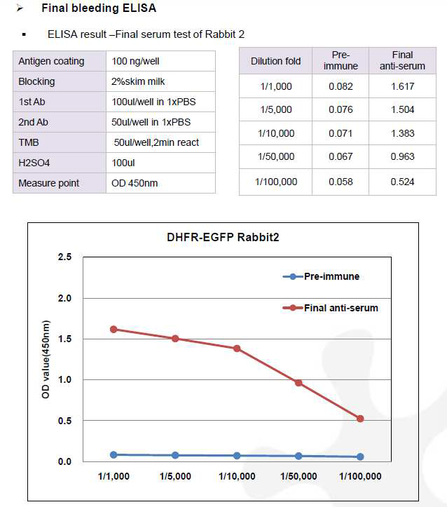 CHO DXB11-DHFR-EGFP-pcDNA3.1(+) 숙주유래단백질에 대한 토끼 2번의 항체 생성 최종 확인 결과