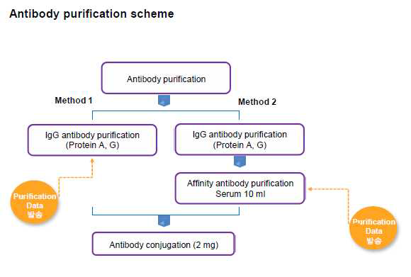 Antibody purification scheme