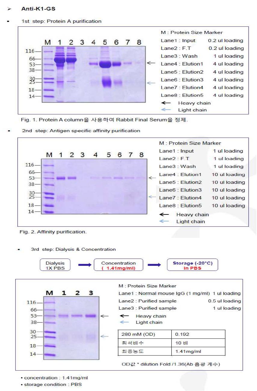 CHO K1-GS-pcDNA3.1(+) Antibody purification step