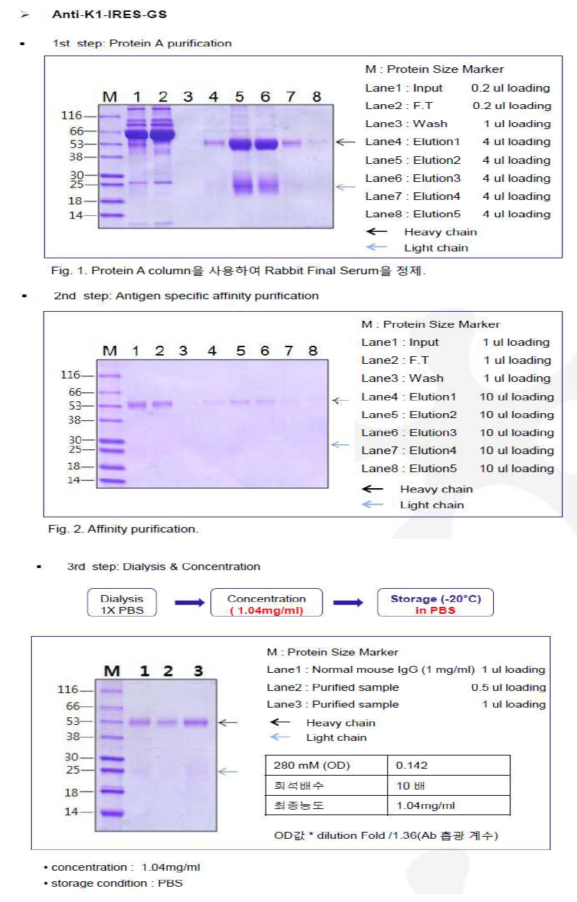 CHO K1-GS-IRES-pcDNA3.1(+) Antibody purification step