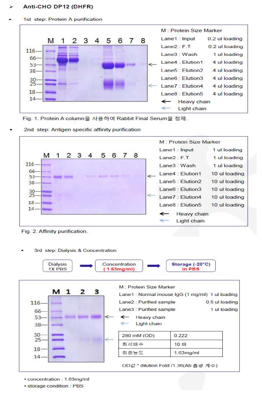 CHO DP12-DHFR-pcDNA3.1(+) Antibody purification step