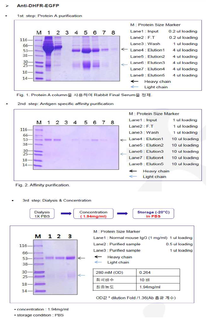 CHO DP12-DHFR-EGFP-pcDNA3.1(+) Antibody purification step