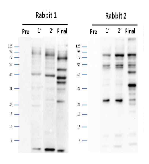안정화된 CHO K1-GS-pcDNA3.1(+) Polyclonal antibody (pre∼final serum)에서 단백질 발현 확인 결과