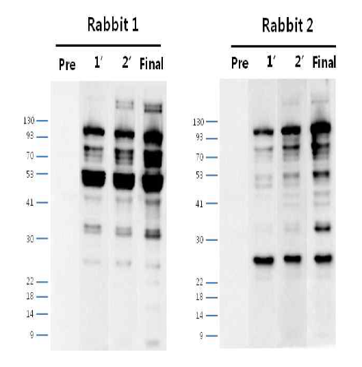 안정화된 CHO K1-GS-EGFP-pcDNA3.1(+) Polyclonal antibody (pre∼final serum)에서 단백질 발현 확인 결과
