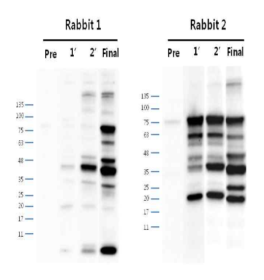 안정화된 CHO K1-GS-IRES-pcDNA3.1(+) Polyclonal antibody (pre∼final serum)에서 단백질 발현 확인 결과