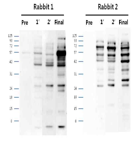 안정화된 CHO DP12-DHFR-pSVI6B5 Polyclonal antibody (pre∼final serum)에서 단백질 발현 확인 결과