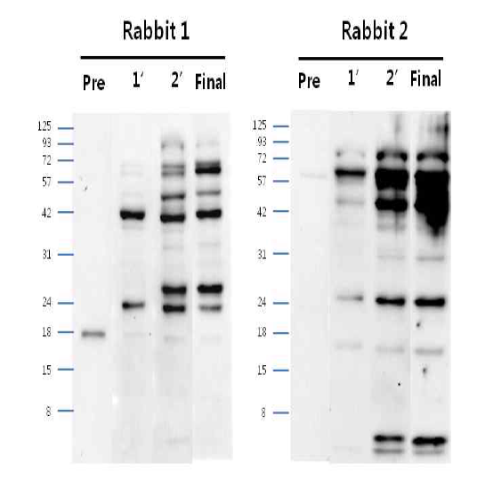 안정화된 CHO DP12-DHFR-pcDNA3.1(+) Polyclonal antibody (pre∼final serum)에서 단백질 발현 확인 결과