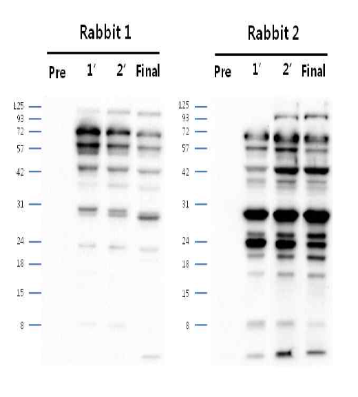 안정화된 CHO DP12-DHFR-EGFP-pcDNA3.1(+) Polyclonal antibody (pre∼final serum)에서 단백질 발현 확인 결과