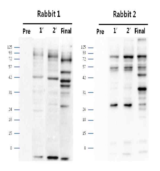 안정화된 CHO DXB11-DHFR-pSVI6B5 Polyclonal antibody (pre∼final serum)에서 단백질 발현 확인 결과