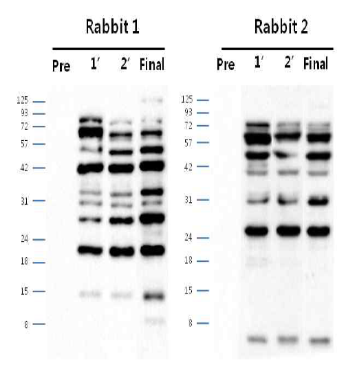 안정화된 CHO DXB11-DHFR-EGFP-pcDNA3.1(+) Polyclonal antibody (pre∼final serum)에서 단백질 발현 확인 결과