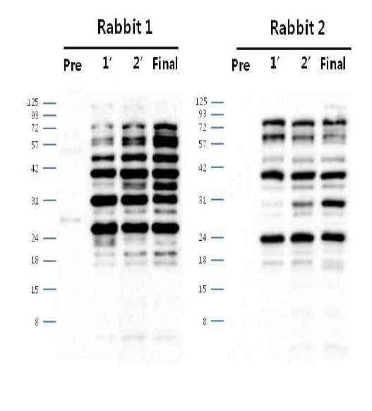 안정화된 CHO DXB11-DHFR-IRES-pcDNA3.1(+) Polyclonal antibody (pre∼final serum)에서 단백질 발현 확인 결과