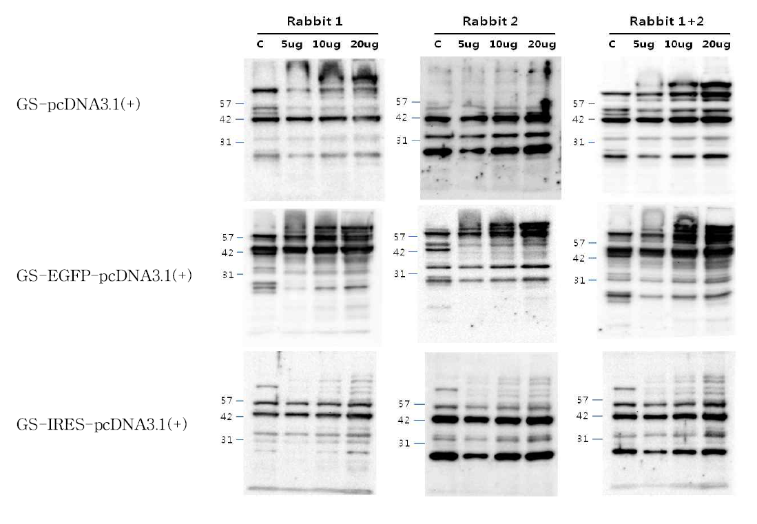CHO-K1 숙주유래단백질의 Polyclonal antibody 생성 확인