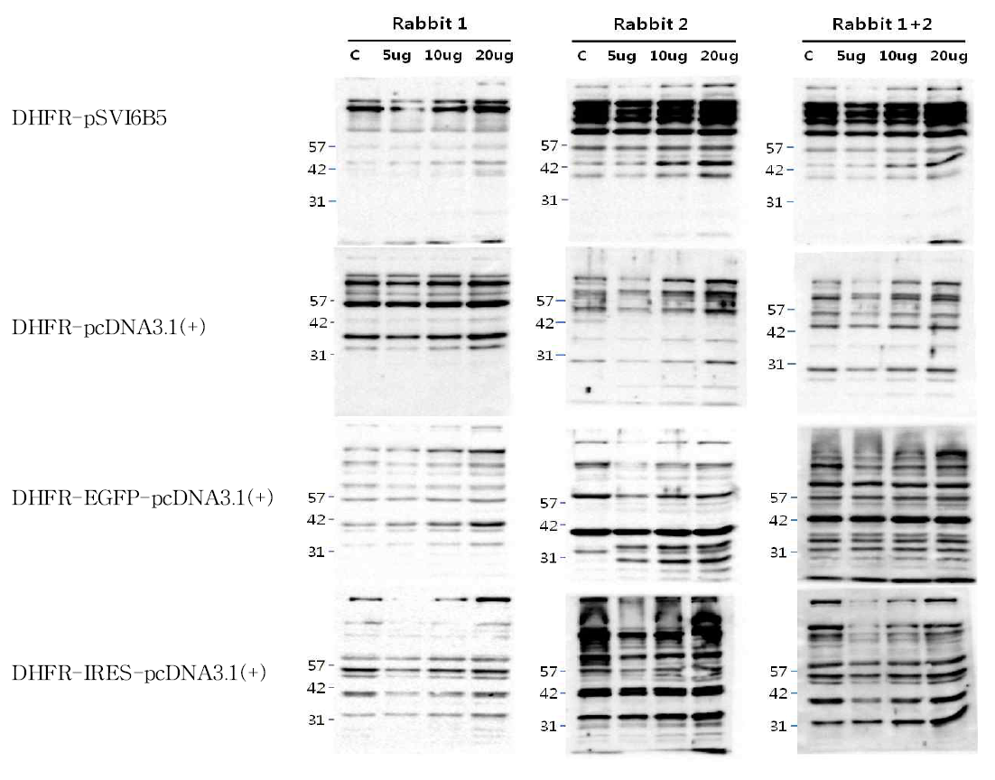 CHO-DP12 숙주유래단백질의 Polyclonal antibody 생성 확인