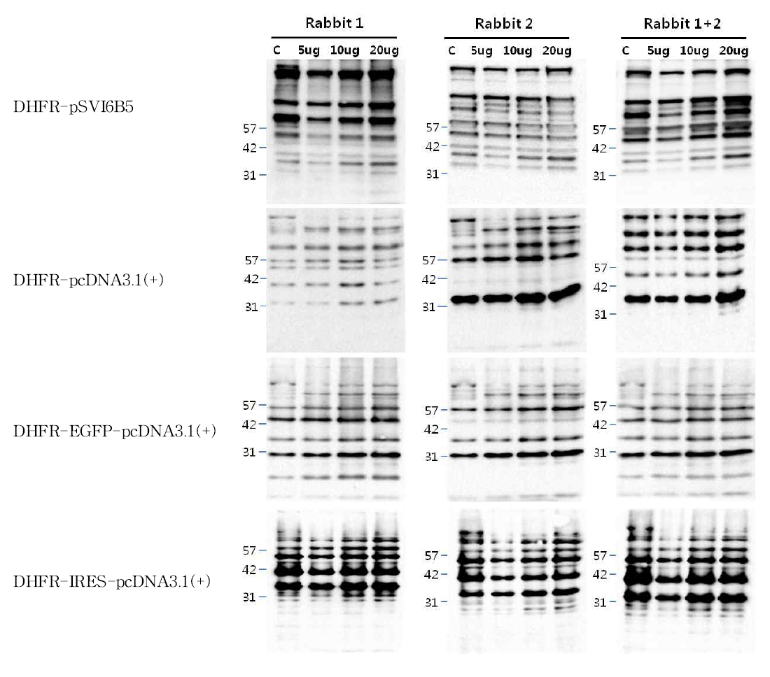 CHO-DXB11 숙주유래단백질의 Polyclonal antibody 생성 확인