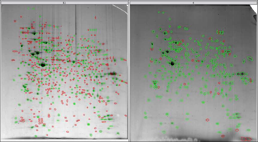 CHO K1과 CHO K1-GS-EGFP-pcDNA3.1(+) 세포 단백질의 2D 이미지 비교 분석