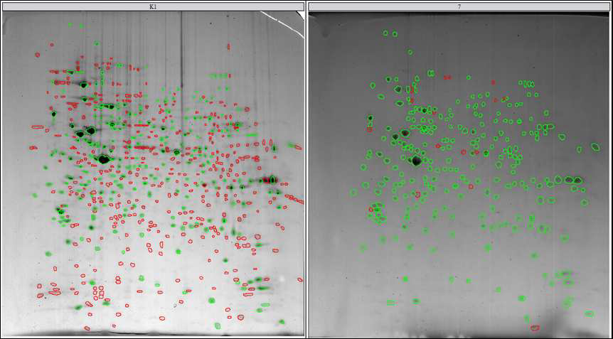 CHO K1과 CHO K1-GS-IRES-pcDNA3.1(+) 세포 단백질의 2D 이미지 비교 분석