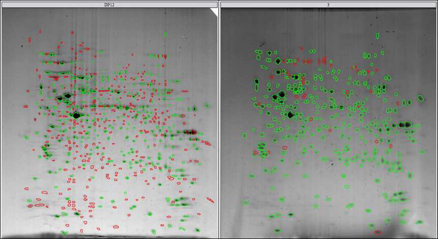 CHO DP12와 CHO DP12-DHFR-EGFP-pcDNA3.1(+) 세포 단백질의 2D 이미지 비교 분석
