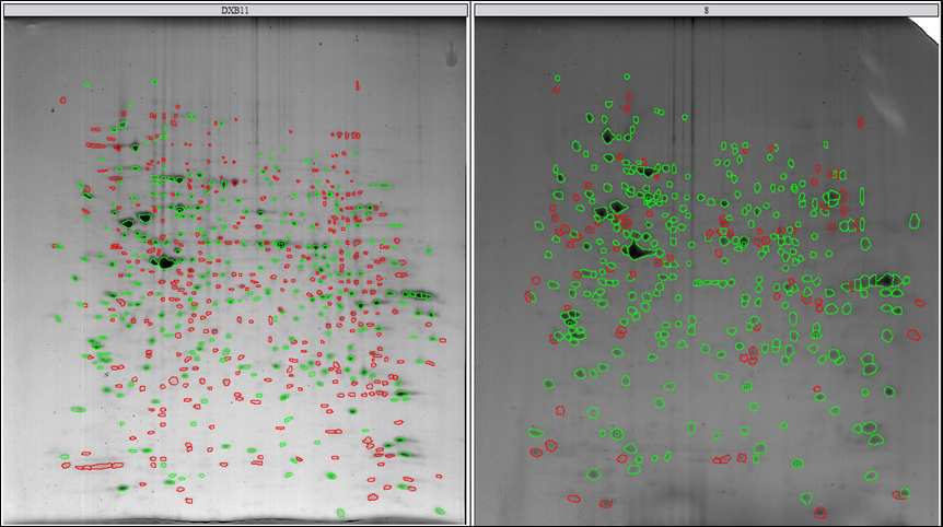 CHO DXB11과 CHO DXB11-DHFR-pSVI6B5 세포 단백질의 2D 이미지 비교 분석