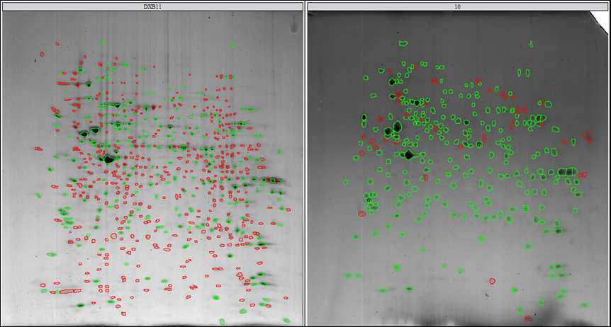 CHO DXB11과 CHO DXB11-DHFR-EGFP-pcDNA3.1(+) 세포 단백질의 2D 이미지 비교 분석