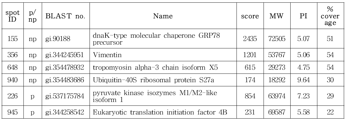 CHO DP12-DHFR-pcDNA3.1(+) spot 분석 결과
