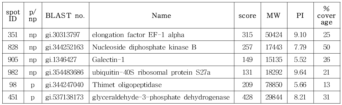 CHO DXB11-DHFR-pcDNA3.1(+) spot 분석 결과
