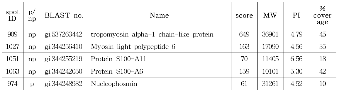 CHO DXB11-DHFR-IRES-pcDNA3.1(+) spot 분석 결과