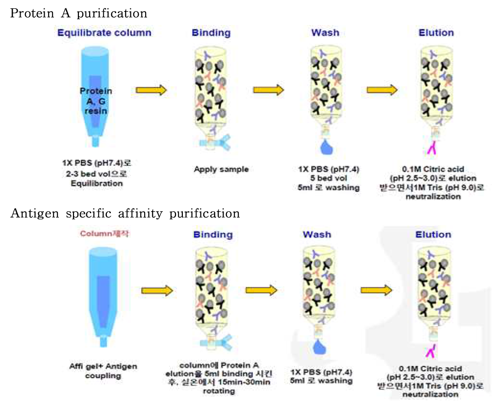 숙주유래단백질 항체 purification 과정
