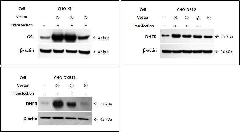일과성형질전환을 통한 GS와 DHFR 단백질발현 확인
