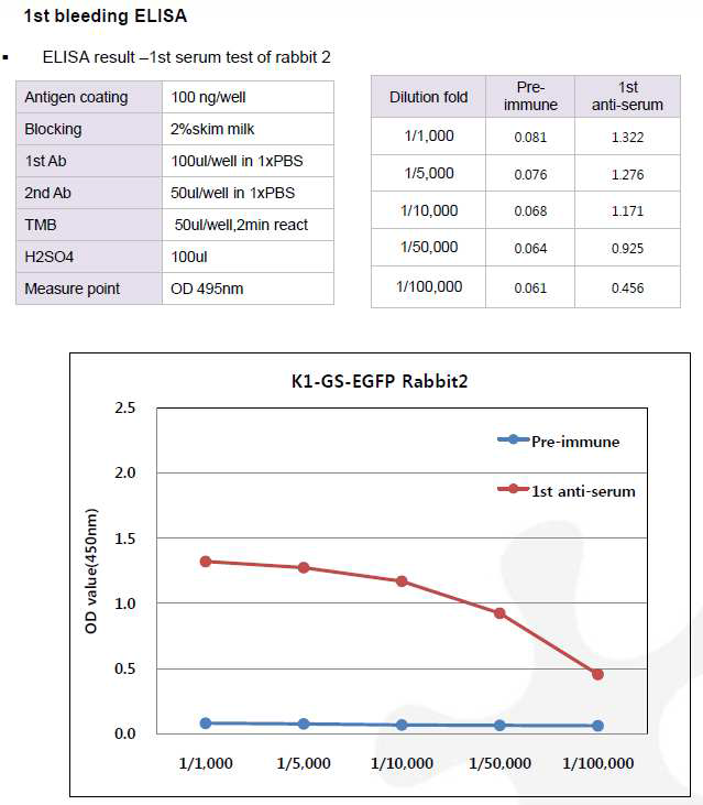 CHO K1-GS-EGFP-pcDNA3.1(+) 숙주유래단백질에 대한 토끼 2번의 항체 생성 1차 확인 결과