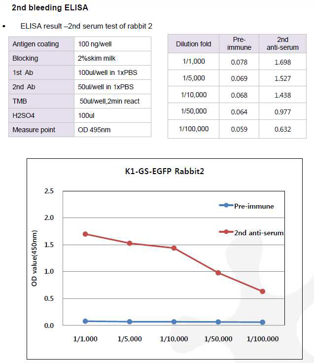 CHO K1-GS-EGFP-pcDNA3.1(+) 숙주유래단백질에 대한 토끼 2번의 항체 생성 2차 확인 결과