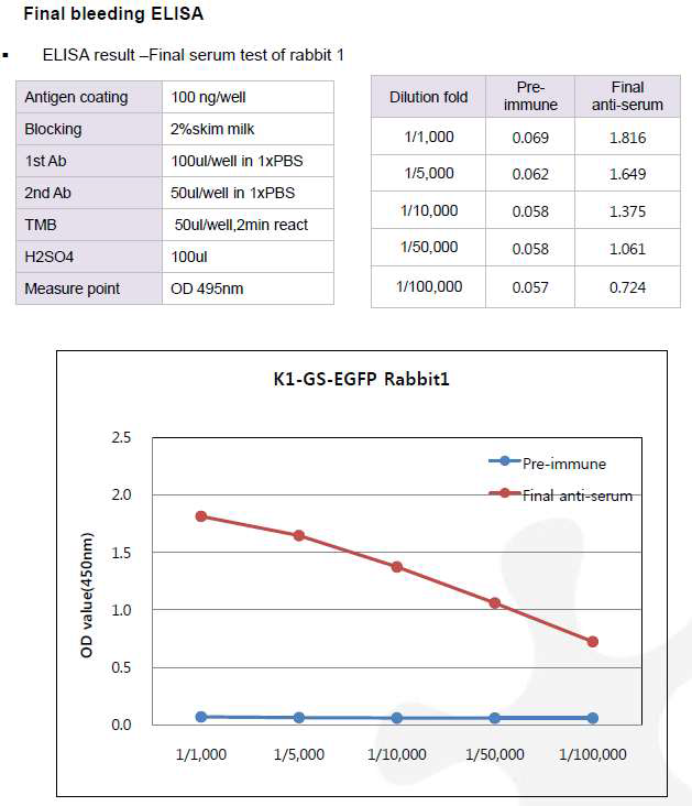CHO K1-GS-EGFP-pcDNA3.1(+) 숙주유래단백질에 대한 토끼 1번의 항체 생성 최종 확인 결과