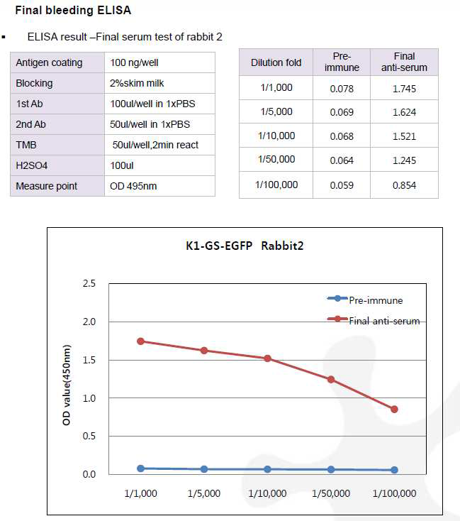 CHO K1-GS-EGFP-pcDNA3.1(+) 숙주유래단백질에 대한 토끼 2번의 항체 생성 최종 확인 결과