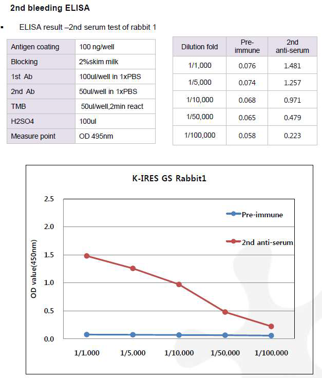 CHO K1-GS-IRES-pcDNA3.1(+) 숙주유래단백질에 대한 토끼 1번의 항체 생성 2차 확인 결과