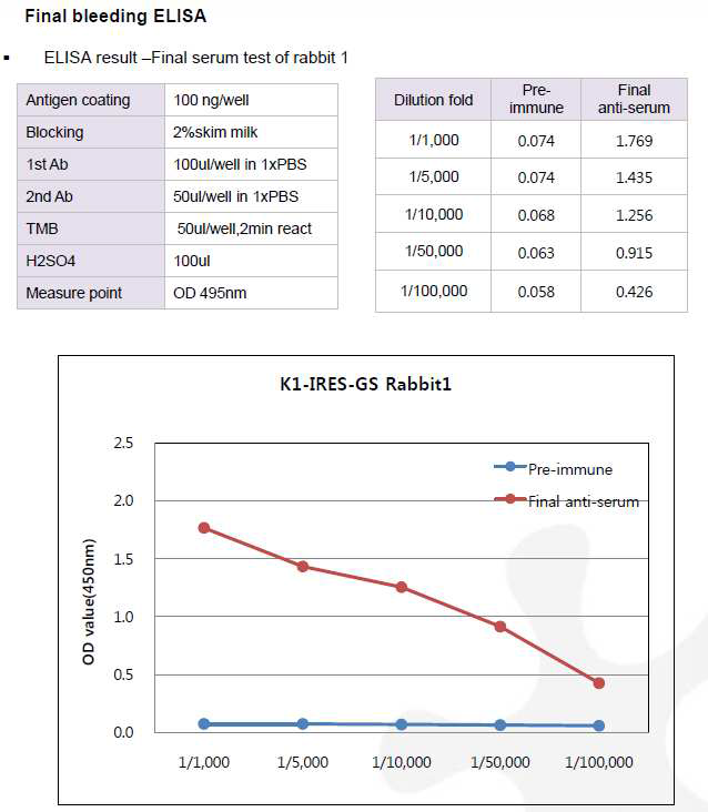 CHO K1-GS-IRES-pcDNA3.1(+) 숙주유래단백질에 대한 토끼 1번의 항체 생성 최종 확인 결과