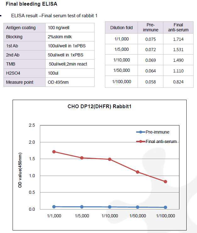 CHO DP12-DHFR-pcDNA3.1(+) 숙주유래단백질에 대한 토끼 1번의 항체 생성 최종 확인 결과