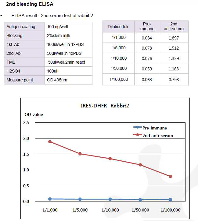 CHO DP12-DHFR-IRES-pcDNA3.1(+) 숙주유래단백질에 대한 토끼 2번의 항체 생성 2차 확인 결과