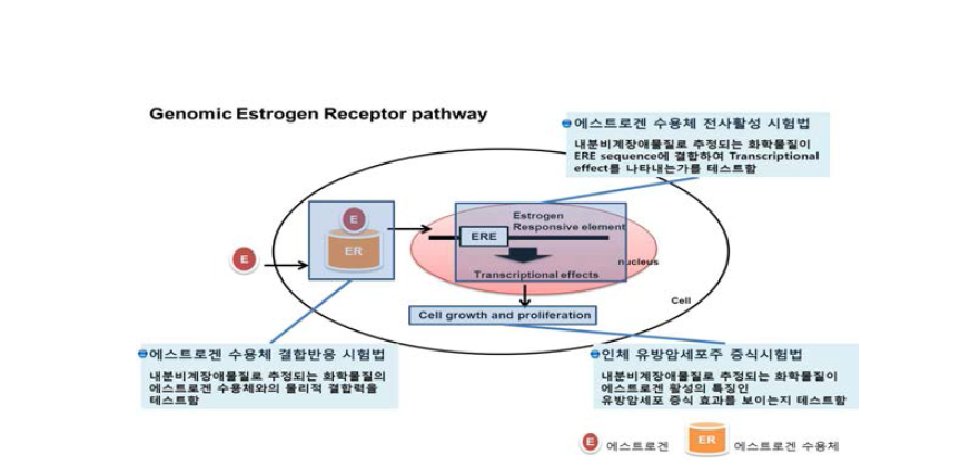 in vitro 검색시험법의 에스트로겐 수용체 작용기전