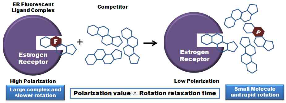 에스트로겐 수용체(-α, β) 경쟁적 결합반응시험법의 원리