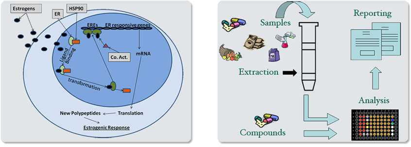 OECD PBTG455 VM7Luc ER TA assay 원리